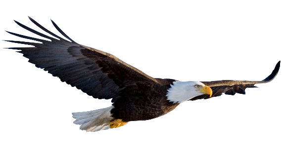 Eagle Member